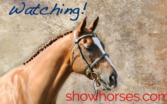 The W. MCL. (MAC) Greaves Memorial Champion Hack - 2016 Royal Melbourne Show