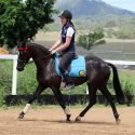 TRUE BLACK GALLOWAY MARE