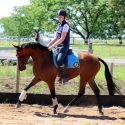 Super all rounder galloway mare