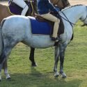 Charalook Mystique 11.3hh Welsh Mare