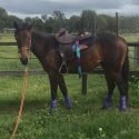 Exceptional Filly!