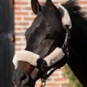 LAMBSKIN HEADCOLLAR SET