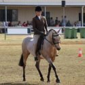 ALLROUNDER LARGE PONY MARE