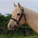 SOLD......Amigo is a 14.1hh quarterhorse x welsh.