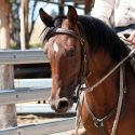 Rosebrae Gypsy