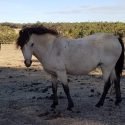 Buckskin Welsh B mare