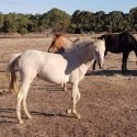 Palomino part welsh Yearling filly