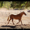 Welsh Cob Stallion — Now Gelded—