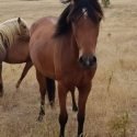 Arab Part Welsh 3yo filly