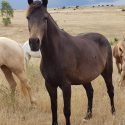 TB Welsh Cob Gelding