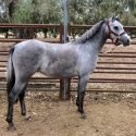 Riding pony filly