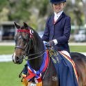 Harrington Park Panache - Childs show pony