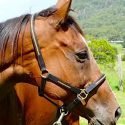 Leather Head Collar with Gems