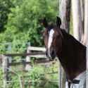 Show Hunter Galloway