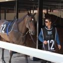 Off the track brown 7yo gelding - roughly 16h