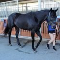 OTT dark brown 3yo gelding - roughly 16 or 16.1h