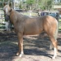 Yearling Show Prospect