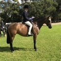 Stunning Buckskin Mare