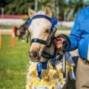 Young Colt For Sale