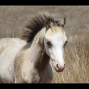 Buckskin welsh C gelding