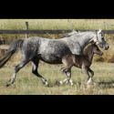 Imperial mare