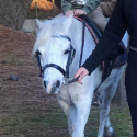Child’s lead line pony