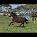 Welsh Gelding