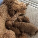 Toy Poodle Pups