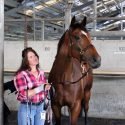 OTT bay 6yo gelding - roughly 16 or 16.1h