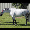 Super quiet and reliable ASH gelding.