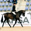 Stunning Newcomer Gelding