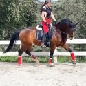 Dressage Warmblood who would excel in the show ring