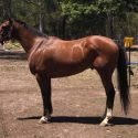 6yo TB Gelding
