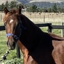 Arabian Pony / Part Welsh Gelding