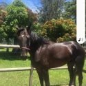 large slow gelding Kempsey NSW