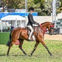 Stunning Show Pony For Sale