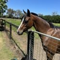 Riding Piny Mare